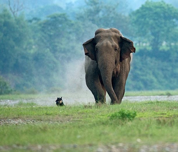 കാട്ടാന കലിയിൽ കേരളം; യുവാവിന് ദാരുണാന്ത്യം, ഇന്നലെ കാട്ടാന ആക്രമത്തിൽ ഒരു സ്ത്രീയും കൊല്ലപ്പെട്ടു