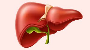 liver