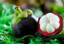 mangostein