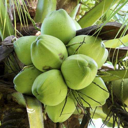 tender coconut
