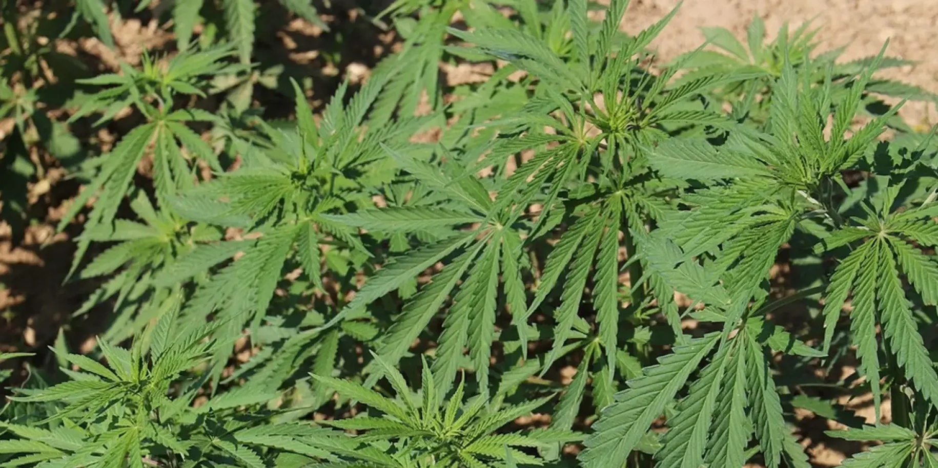 1200_67dd4e3bd2ad7_bc