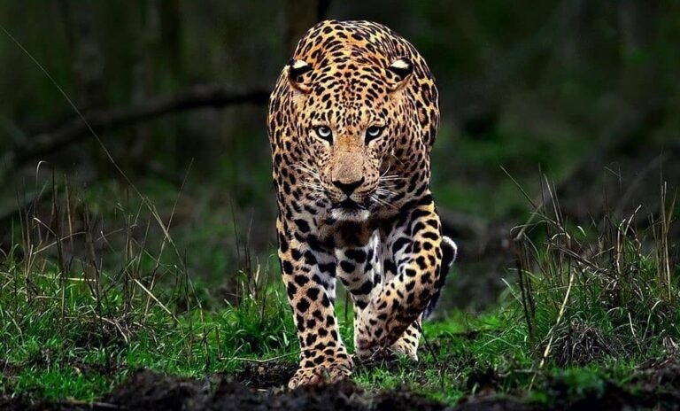 Indian-Leopard-Kabini-Wildlife