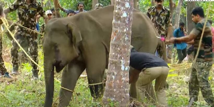 Kannur-karikottakari-wild-elephant