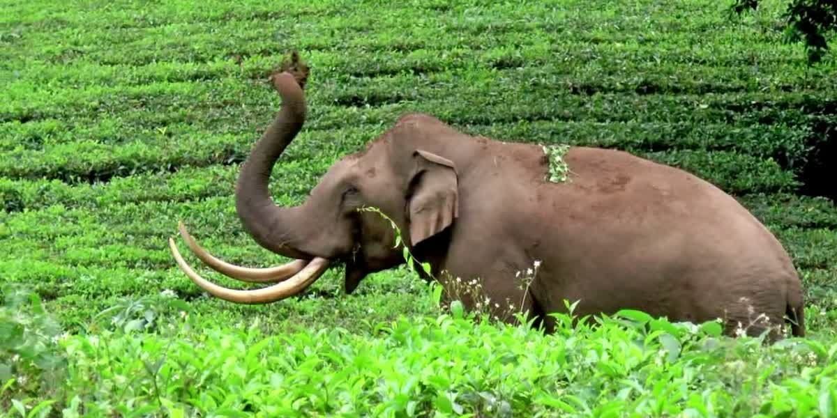 aaralam