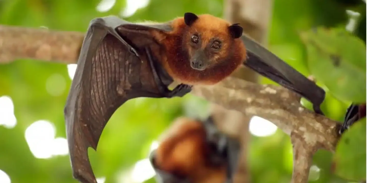 bat