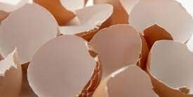 egg