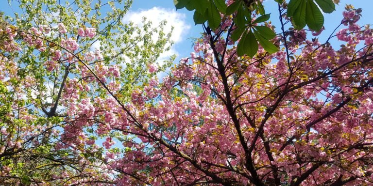 Pink flowers of peach and cherry trees  during spring bloom