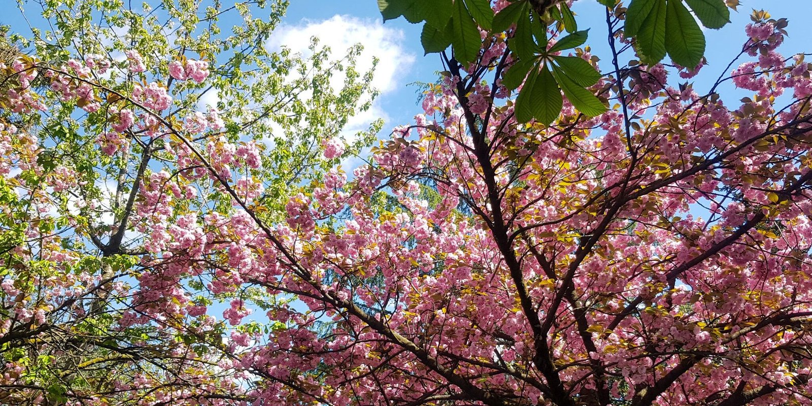 Pink flowers of peach and cherry trees  during spring bloom