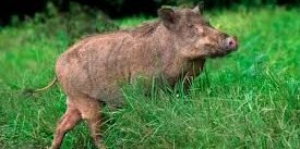 wild boar