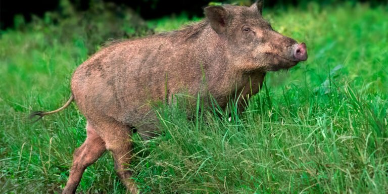wild-boar-kerala