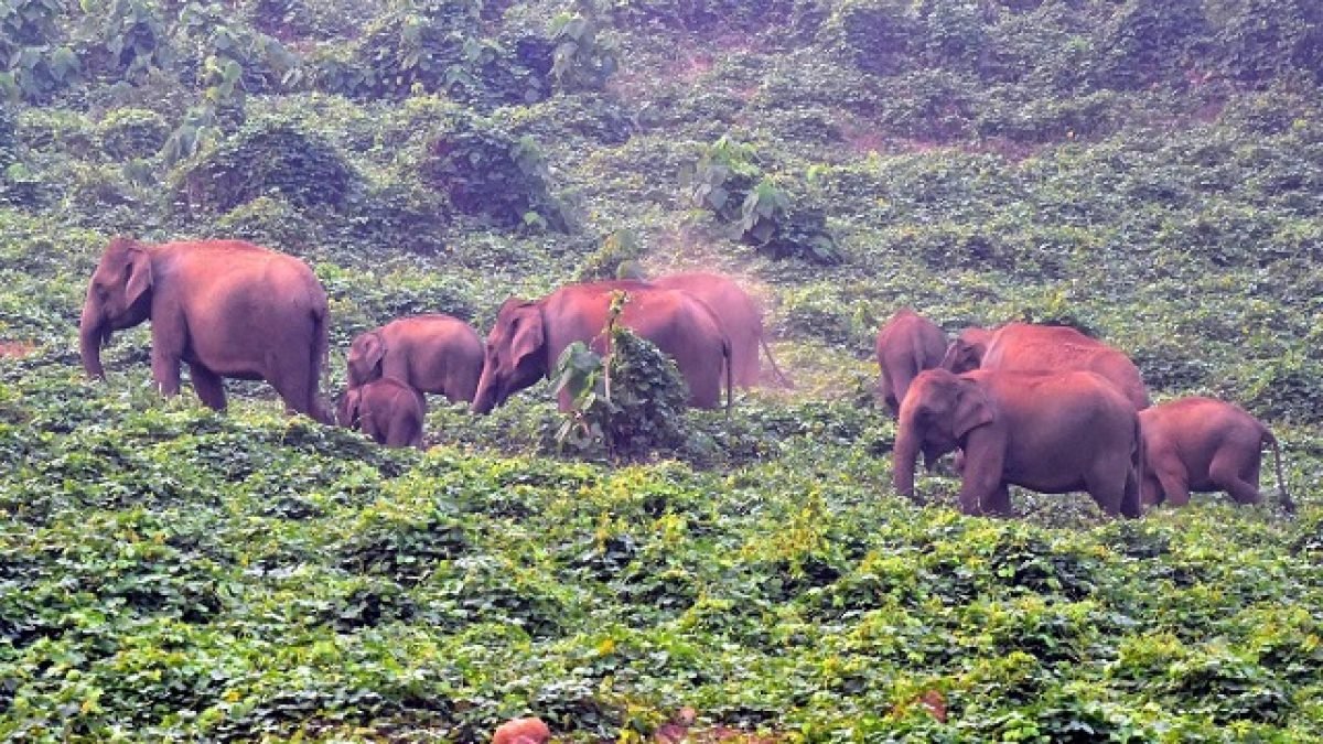 Two-Kerala-Tribals-Die-While-Fleeing-from-Wild-Elephant-Herd-Autopsy-Reports-Pending-1200x675